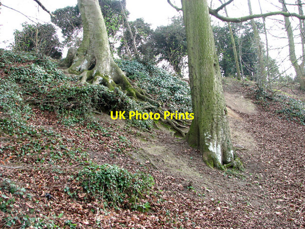 Photo 6"x4" Old trees growing by Drayton Green Lanes Costessey c2014