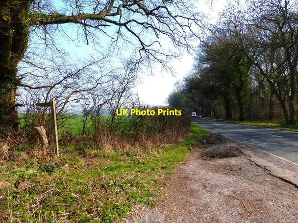 Photo 6"x4" Looking east on the A272 from bridleway junction West Meon Woodlands c2014
