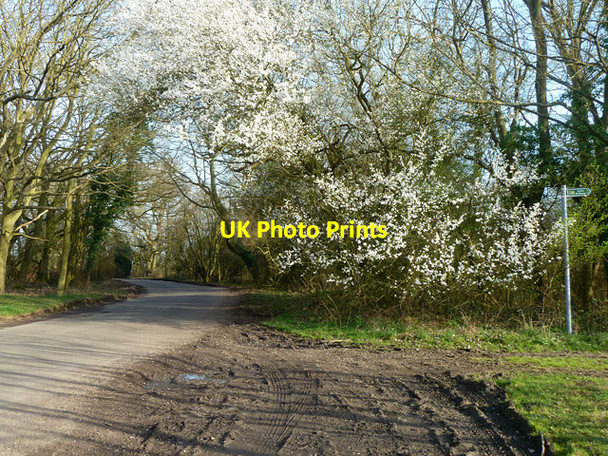 Photo 6"x4" March blossom Albury End c2014
