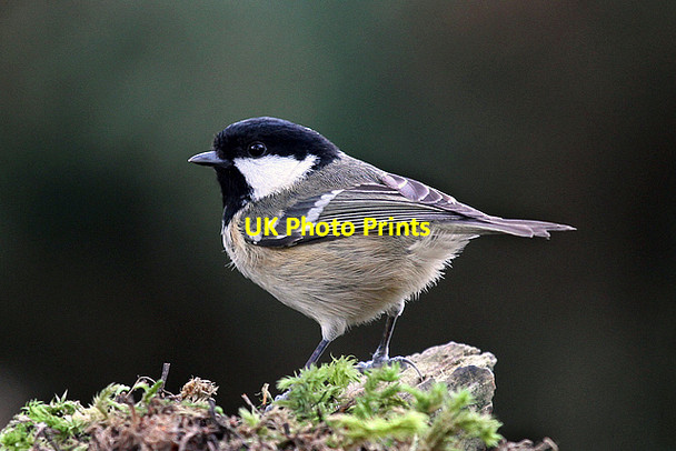 Photo 6"x4" A coal tit (Parus ater) Lossiemouth c2014