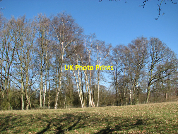 Photo 6"x4" Birches on the edge of Warren Carrs Camps Heath c2014