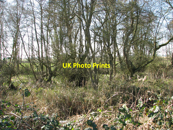 Photo 6"x4" View into Warren Carrs Camps Heath c2014