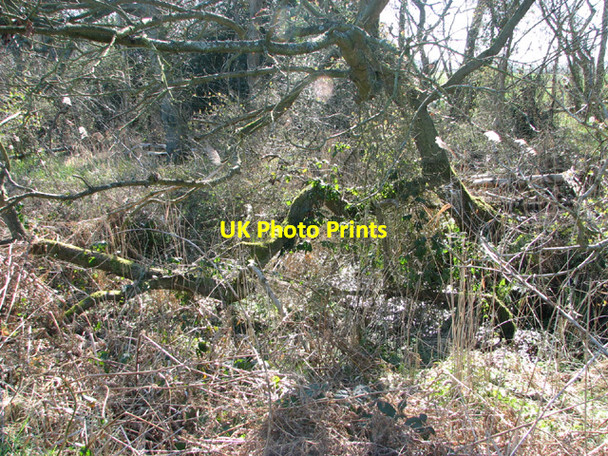 Photo 6"x4" Warren Carrs Camps Heath c2014