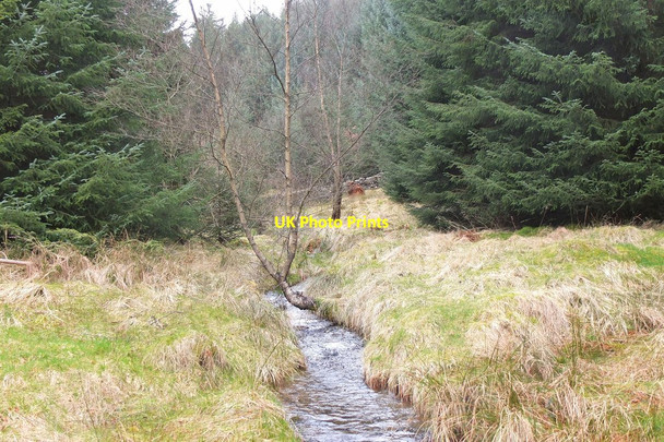 Photo 6"x4" Soonhope Burn in Glentress Forest Mailingsland c2014