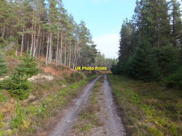 Photo 6"x4" Forest track, Rogie Forest Craigdarroch\/NH4457 c2014
