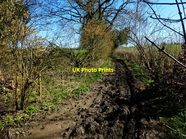 Photo 6"x4" The west end of Gullet Lane looking east West End\/SU6335 c2014