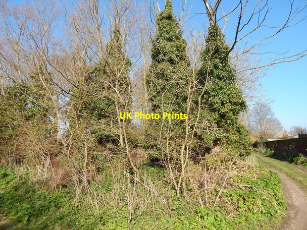 Photo 6"x4" Ivy covered trees in Orford Orford\/TM4249 c2014