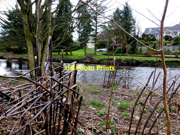 Photo 6"x4" Japanese knotweed, Mullaghmore Omagh c2014