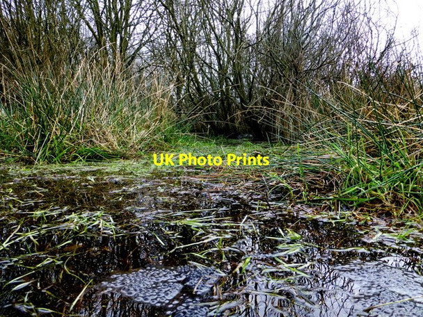 Photo 6"x4" Frogspawn, Mullaghmore Omagh c2014