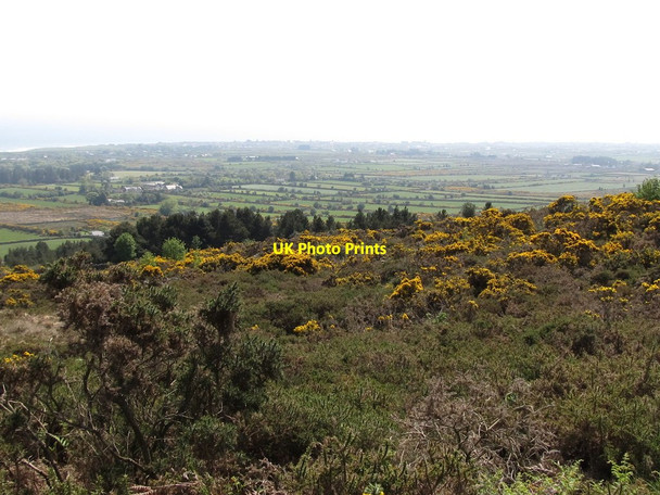 Photo 6"x4" Whins and a shelter belt on the lower slopes of Spences Mountain Annalong c2011