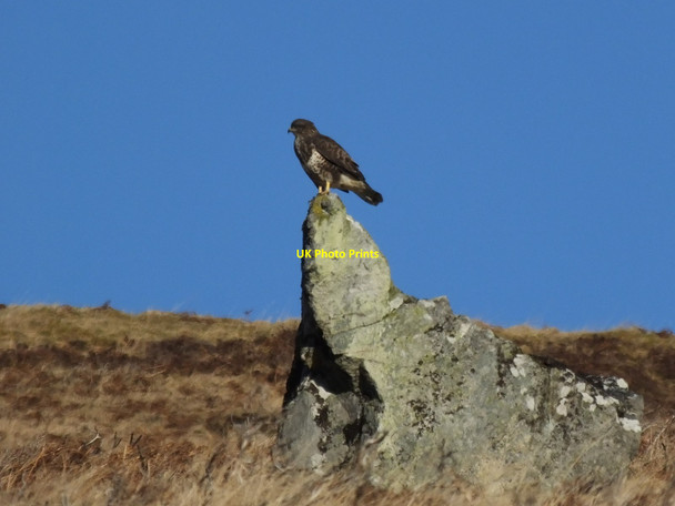Photo 6"x4" Buzzard (Buteo buteo) on watch Torness\/NH5827 c2014