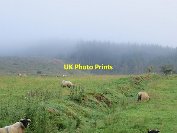 Photo 6"x4" Old field boundary, Parkmore Glenariff c2013