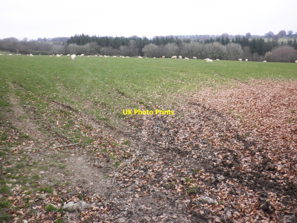 Photo 6"x4" Grazing sheep Withiel Florey c2014