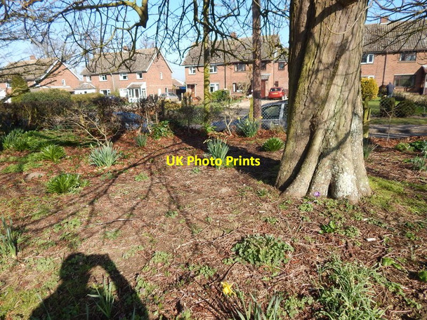 Photo 6"x4" Daffodils under tree in Orford recreation ground Orford\/TM4249 c2014