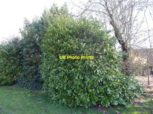 Photo 6"x4" Laurel bushes and Holley in Orford recreation ground Orford\/TM4249 c2014