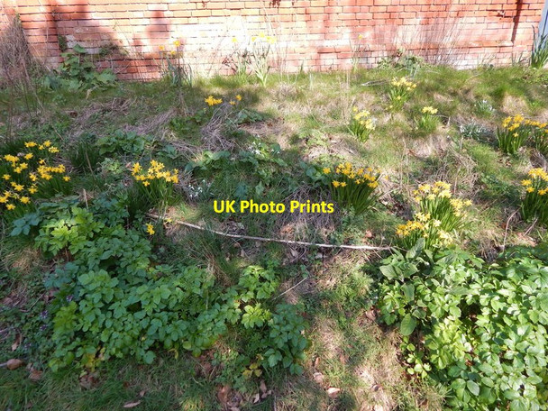 Photo 6"x4" Daffodils opposite Orford Castle park Orford\/TM4249 c2014