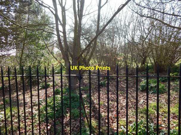 Photo 6"x4" Tree behind fence and Orford Castle Orford\/TM4249 c2014