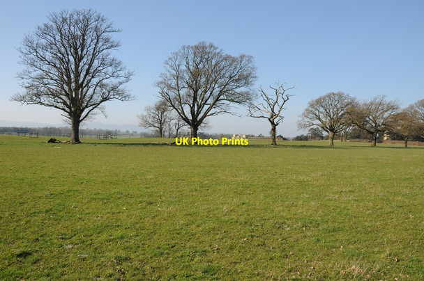 Photo 6"x4" Trees in Croome Park Dunstall Common c2014