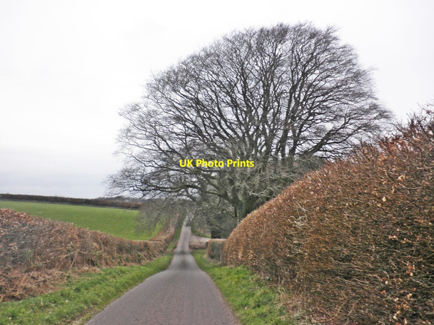 Photo 6"x4" Galloping Bottom Lane Chidgley c2014