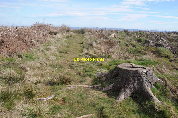 Photo 6"x4" Tree stump on the summit of Ysgyryd Fach Abergavenny\/Y Fenni c2014