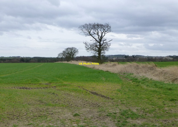 Photo 6"x4" Overgrown fence between arable fields West Thirston\/NZ1899 c2014