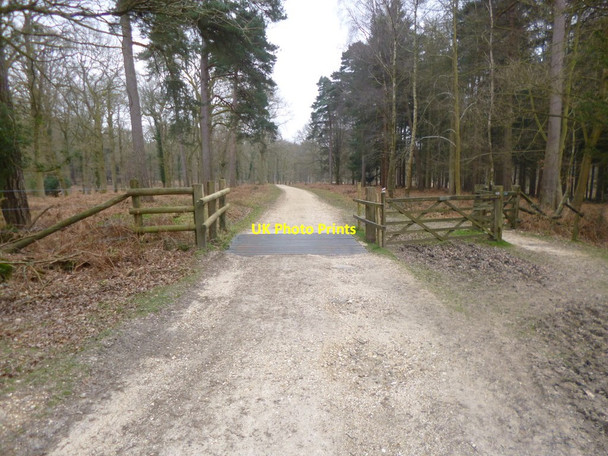 Photo 6"x4" North Oakley Inclosure, cattle grid and gates Stoney Cross c2014