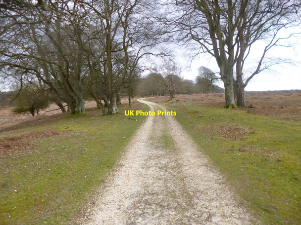 Photo 6"x4" Bratley Wood, forestry road Bratley Inclosure c2014