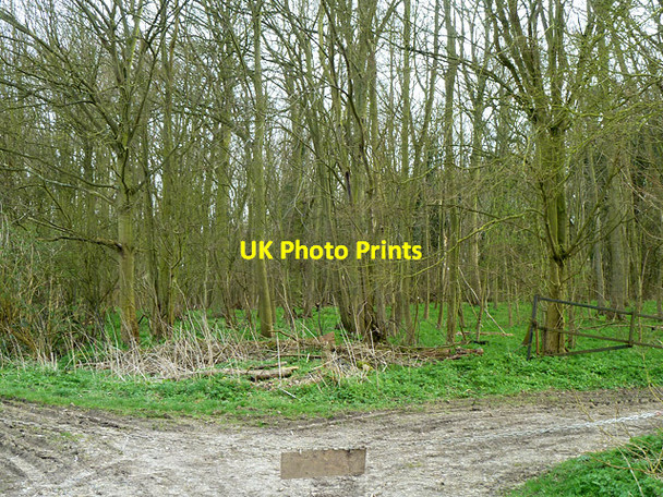 Photo 6"x4" Corner of Golden Grove Gilston Park c2014