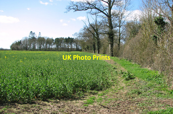 Photo 6"x4" Unnamed wood south of High Ash Road Ketteringham c2014