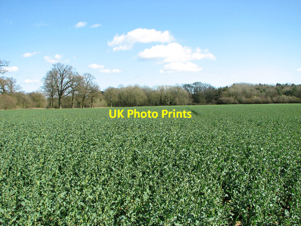 Photo 6"x4" View towards Outerpark Wood Ketteringham c2014