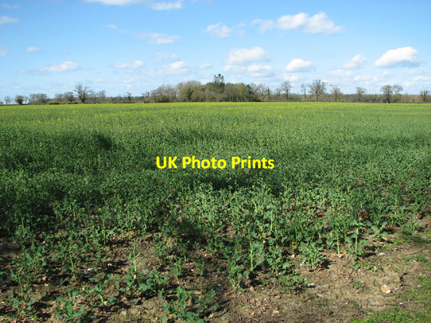 Photo 6"x4" Flowering oilseed rape Ketteringham c2014