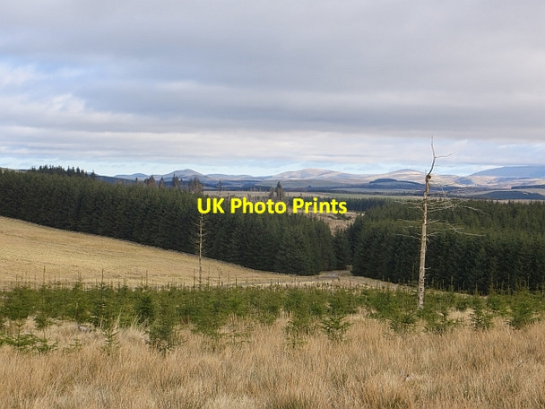 Photo 6"x4" Wauchope Forest Southdean c2014