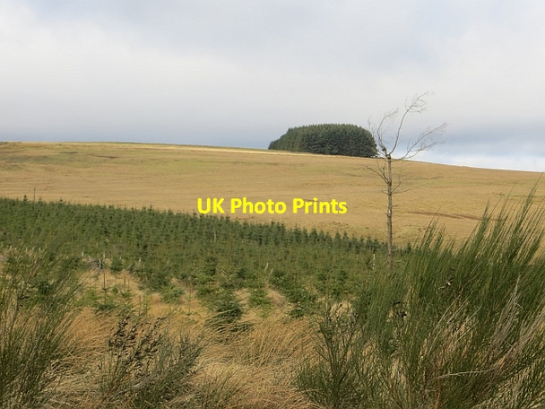Photo 6"x4" Strip wood, Wolflee Hill Mackside c2014