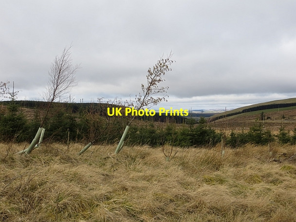 Photo 6"x4" Wauchope Forest Mackside c2014