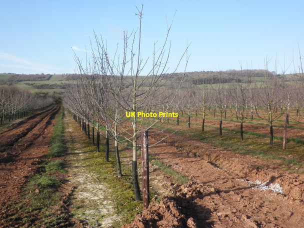 Photo 6"x4" Fruit Farm, Shiplate Shiplate c2014