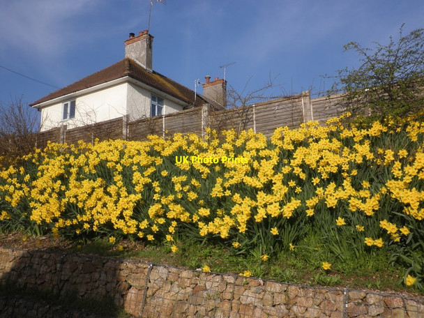 Photo 6"x4" Impressive display of daffodils, Bleadon Bleadon c2014