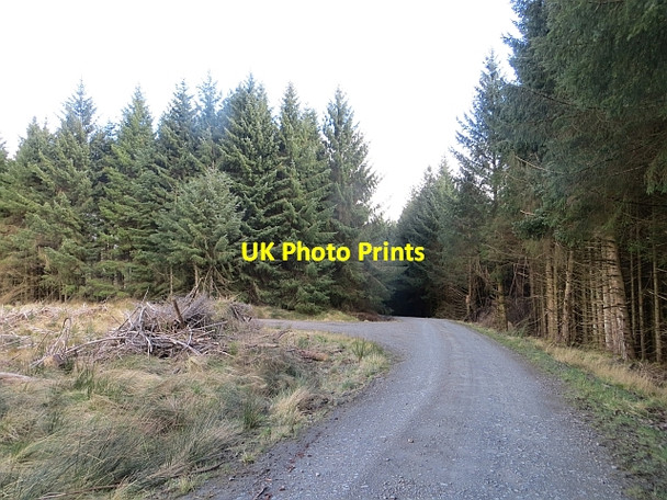Photo 6"x4" Road junction, Wauchope Forest Wellcleuch Plantn c2014