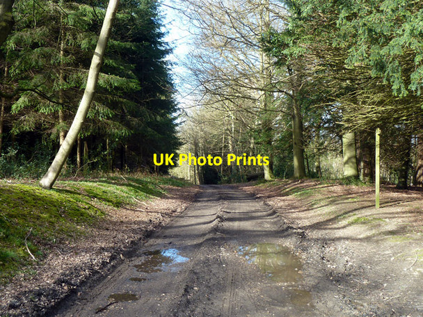 Photo 6"x4" Standinghall Lane Worth\/TQ3036 c2014