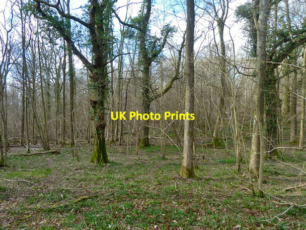 Photo 6"x4" Worthlodge Forest Worth Abbey c2014