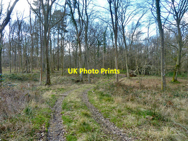 Photo 6"x4" Track into Worthlodge Forest Worth Abbey c2014