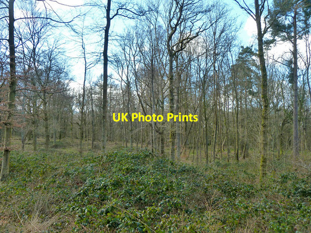 Photo 6"x4" Worthlodge Forest Worth Abbey c2014