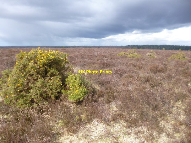 Photo 6"x4" Ridley Plain Linford\/SU1806 c2014