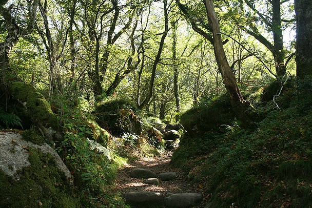 Photo 6"x4" Ilsington: path to Haytor Down Water\/SX7580 c2008