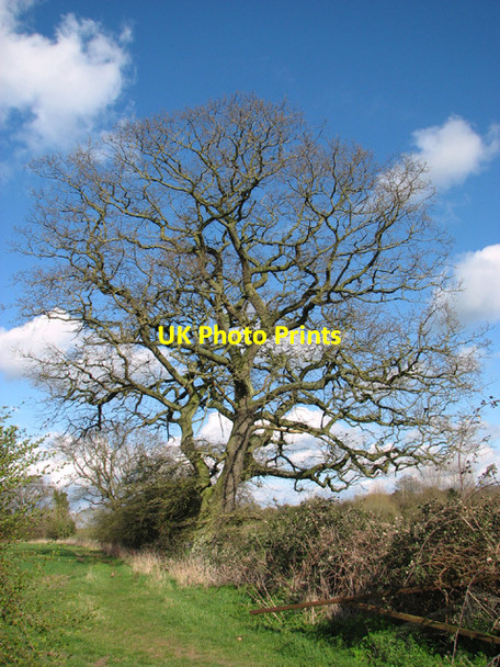 Photo 6"x4" Old oak tree in field boundary hedge Alburgh c2014