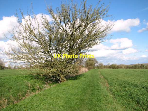 Photo 6"x4" Ditch beside the path to Holbrook Hill Alburgh c2014
