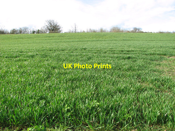 Photo 6"x4" Cereal crop north of Low Road Alburgh c2014