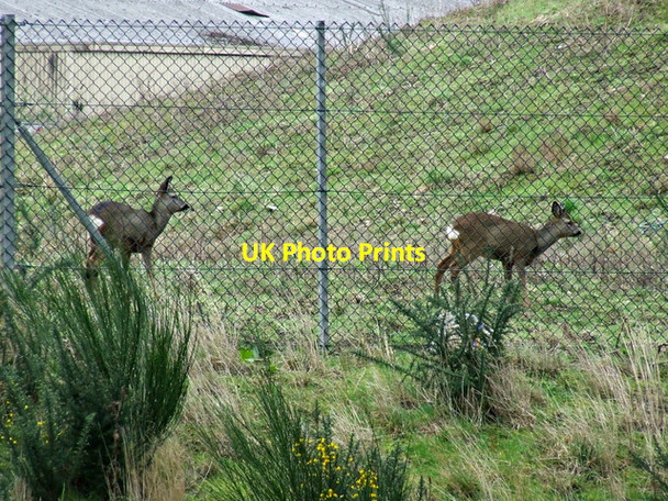 Photo 6"x4" Roe deer at Rutherglen railway station Dalmarnock\/NS6162 c2014