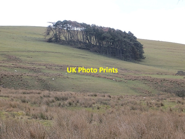 Photo 6"x4" Wolfelee Hill Cleuch Head c2014
