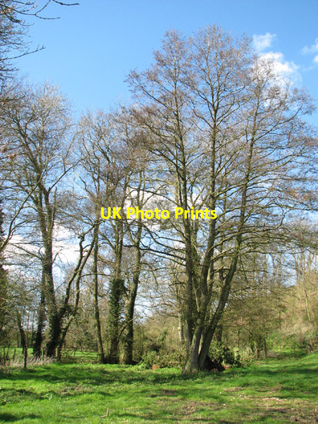 Photo 6"x4" Alders by Sconch Beck Mendham c2014