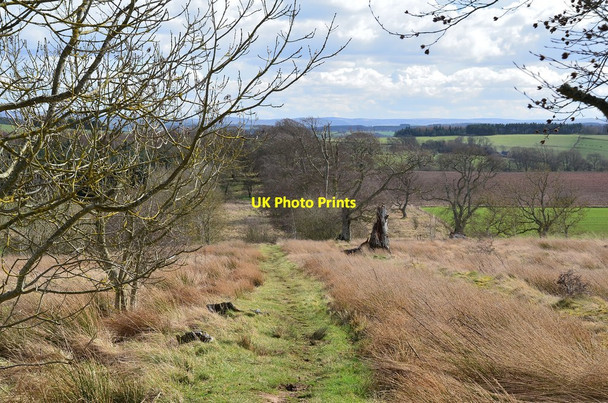 Photo 6"x4" St Cuthbert's Way on Dere Street Ancrum c2014